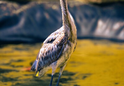 Rare Egret rescued, rehabilitated, and ready for release.