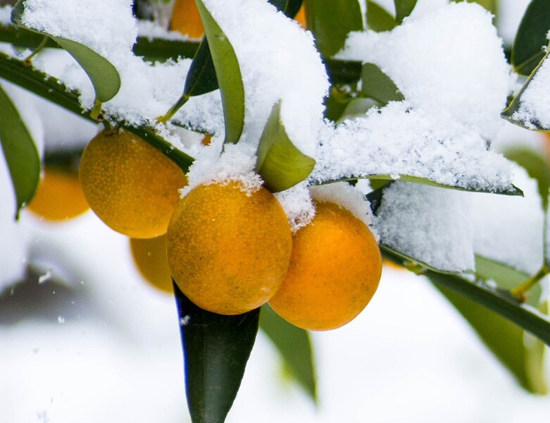 Emergency cold weather shelters to open in Volusia County.