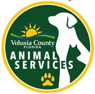 Volusia County Animal Services celebrates 50,000 surgeries in landmark achievement.