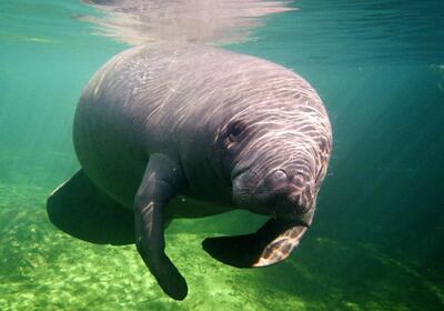 Governor DeSantis Speaks from Blue Spring State Park; 7 Manatees to be Released Back into the Wild