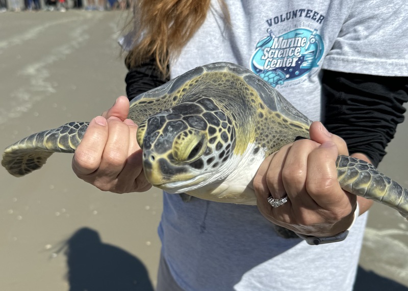 Pictures of Today's Turtle Release in Ponce Inlet