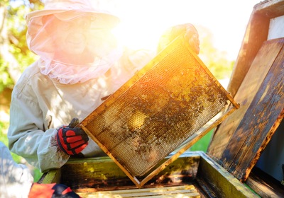 Hands-On Learning at Beginner Beekeeping Workshop